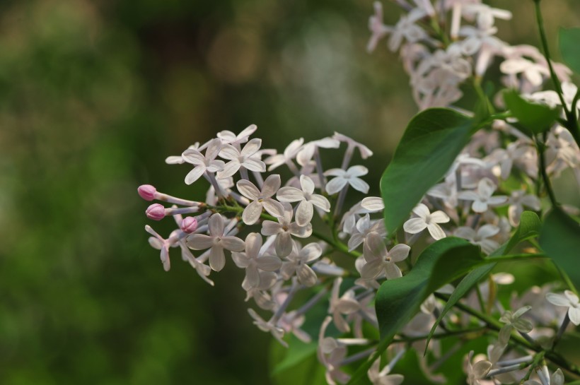 淡雅丁香花图片