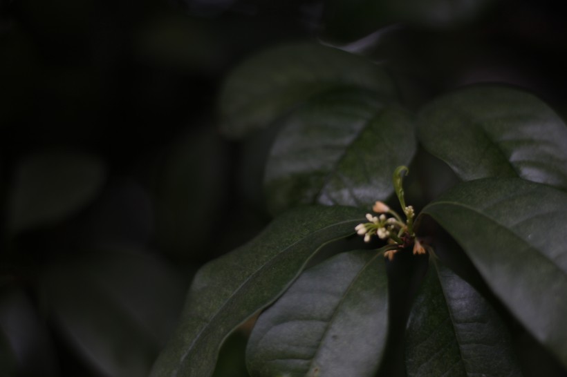 清香淡雅的桂花图片