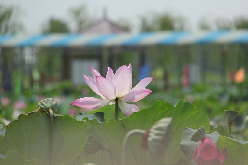 夏日清香荷花图片