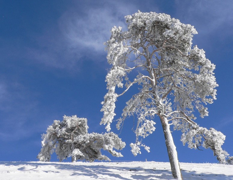 冬日里的雪树的特写图片