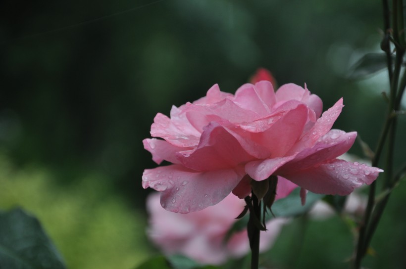 柔美清新的月季花图片