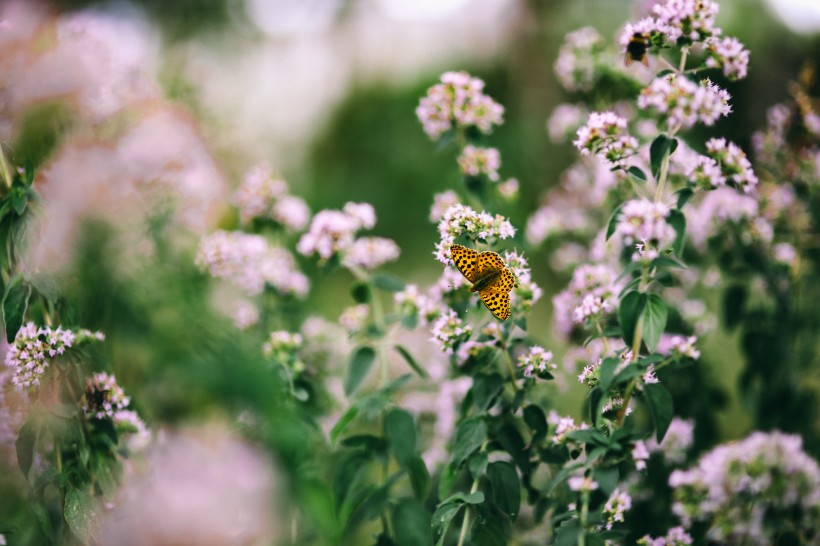 花园里的花花草草图片