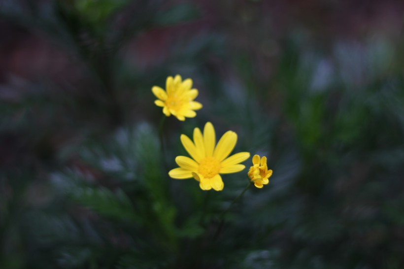 黄色的野生菊花图片