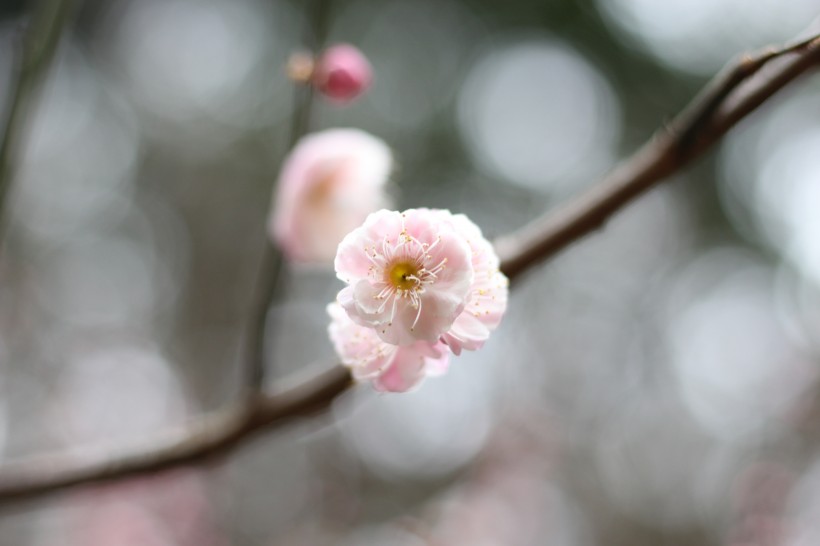 粉色的江梅花图片