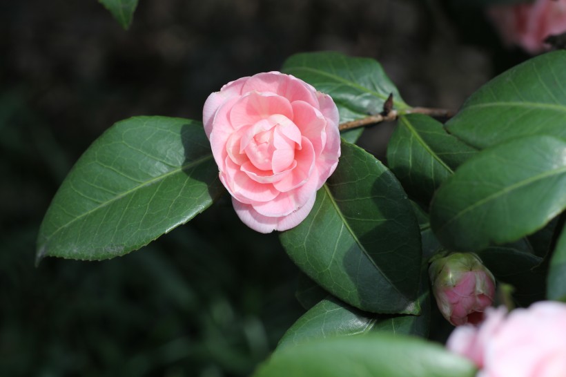 粉色的山茶花图片