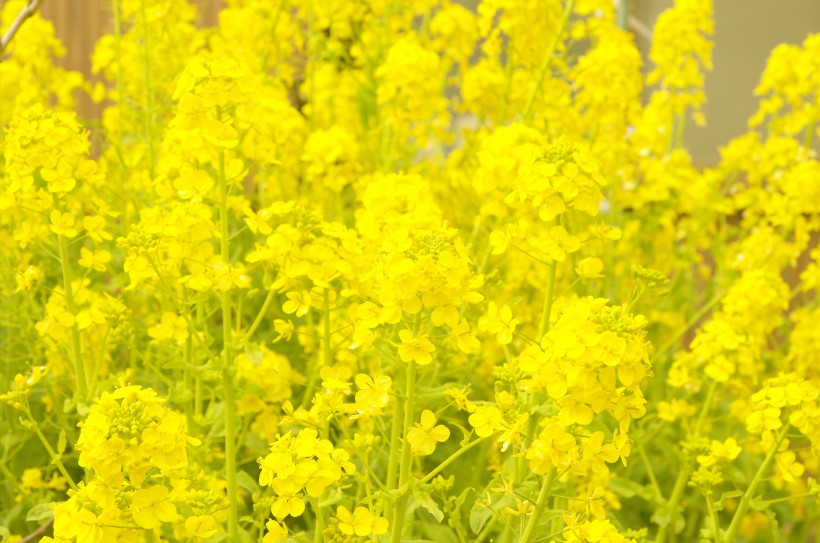 金黄色的油菜花图片