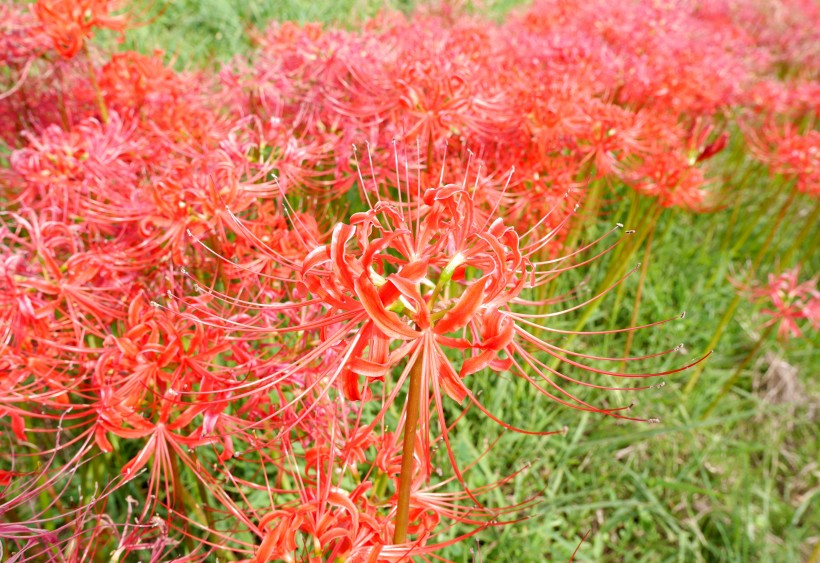 鲜红美丽的朱顶红花图片