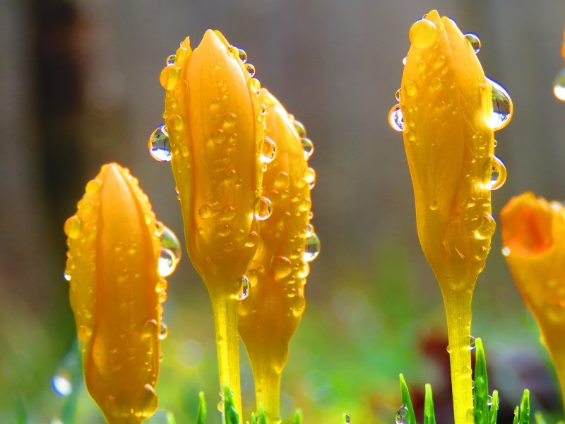 鲜花上透明的水滴图片