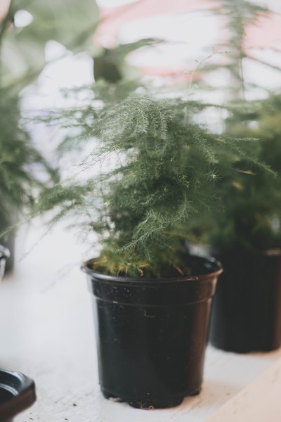 室内的绿植盆栽图片