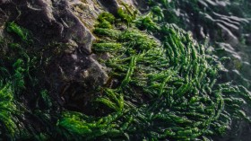 绿色丛生苔藓植物图片(25张)