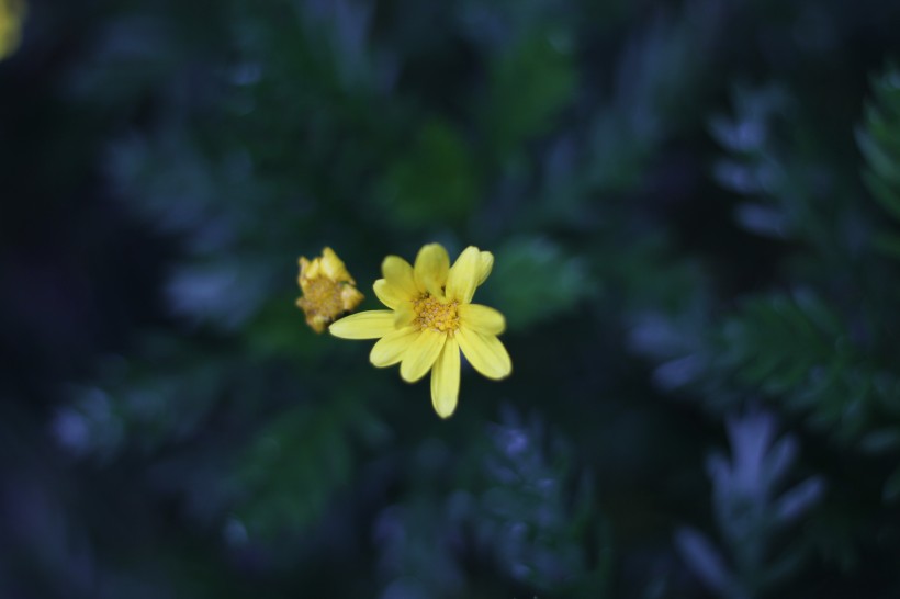 黄色的野生菊花图片