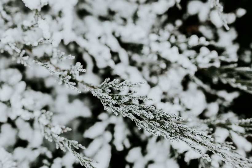 雪树的特写图片