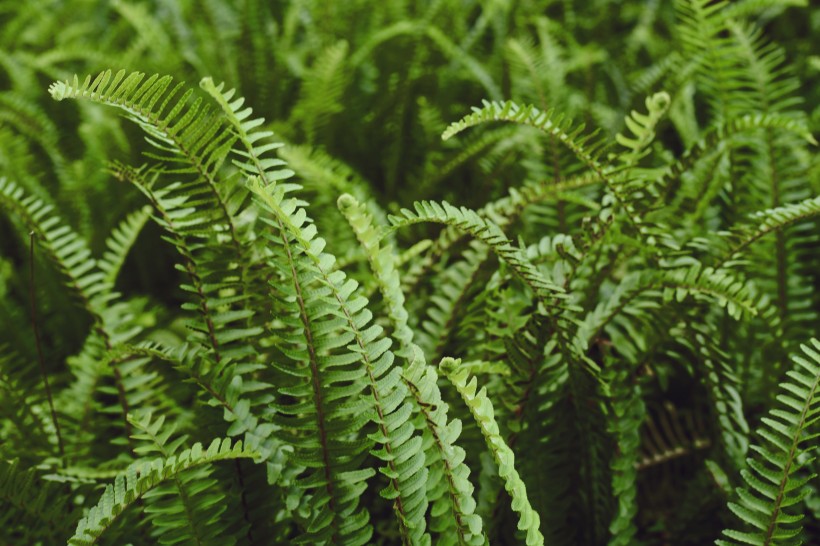 野生绿色蕨类植物图片