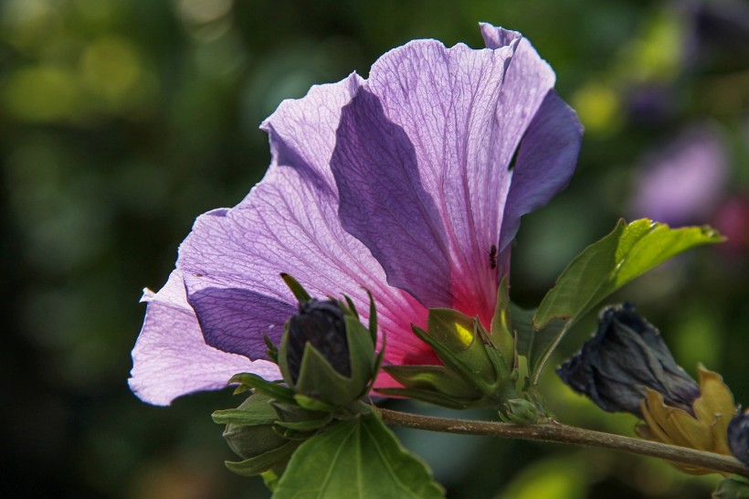 五颜六色娇柔的芙蓉花图片