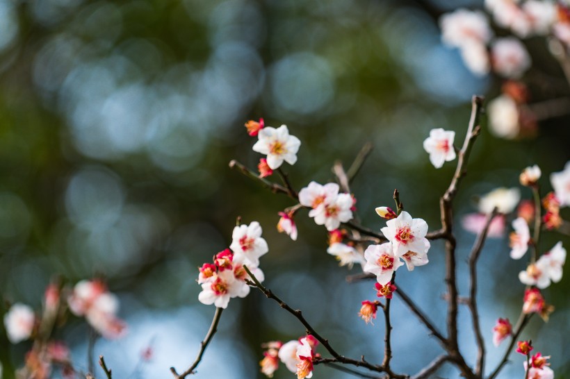 热闹开放的梅花图片