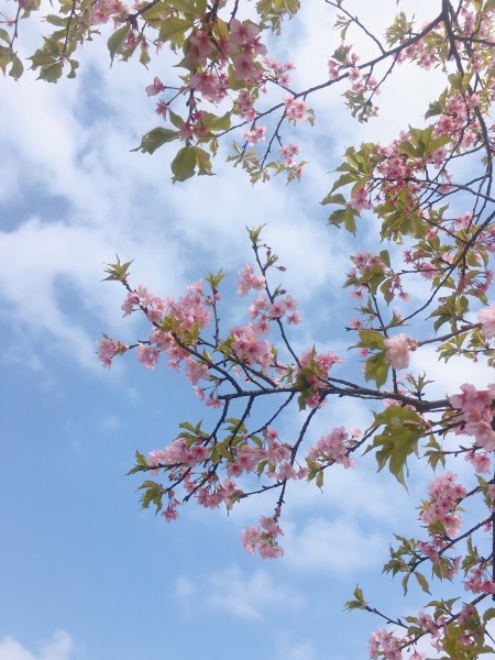 美丽的樱花图片