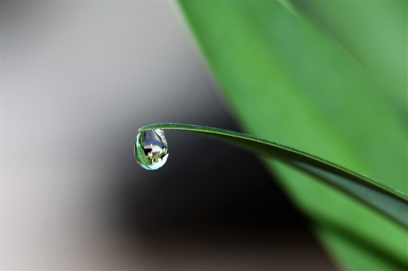 叶子上的水珠图片