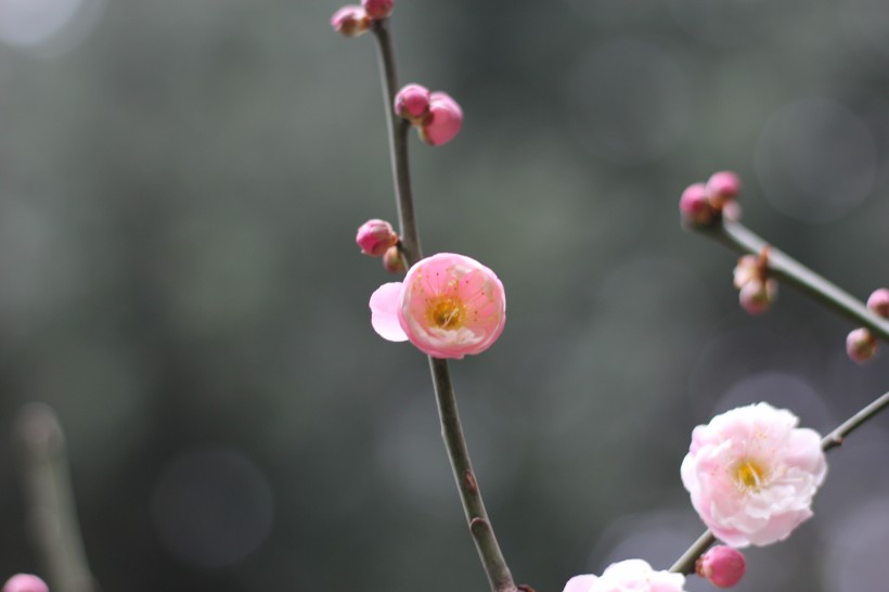 粉色的江梅花图片