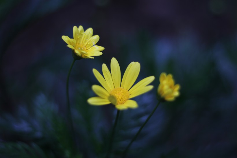 黄色的野生菊花图片