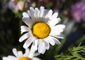 白色淡雅的雏菊花图片(17张)