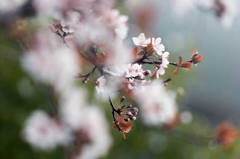 淡粉色樱花图片