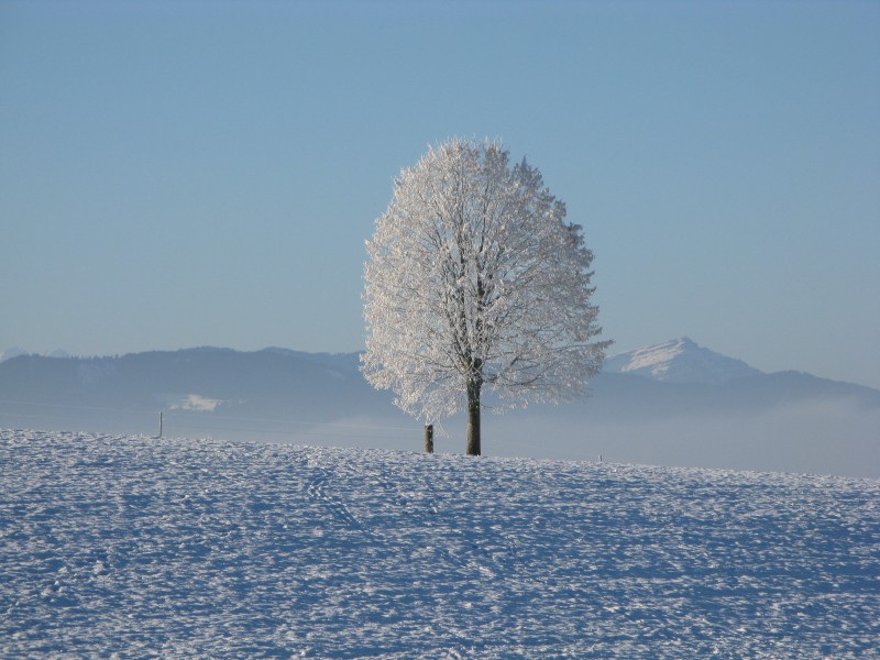 冬日里的雪树的特写图片