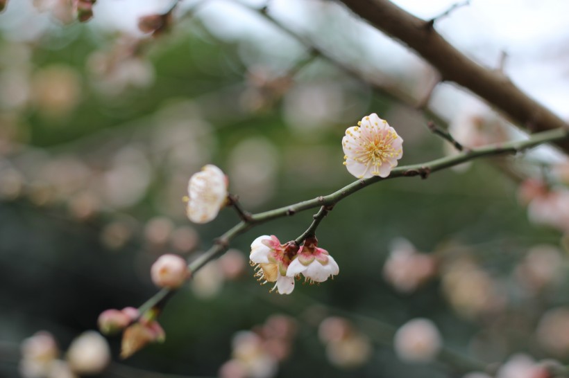 腊梅花骨朵图片