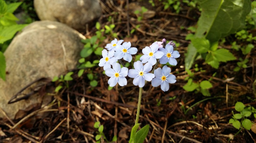 蓝色勿忘我鲜花图片