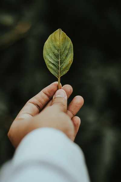 绿色的植物叶片图片