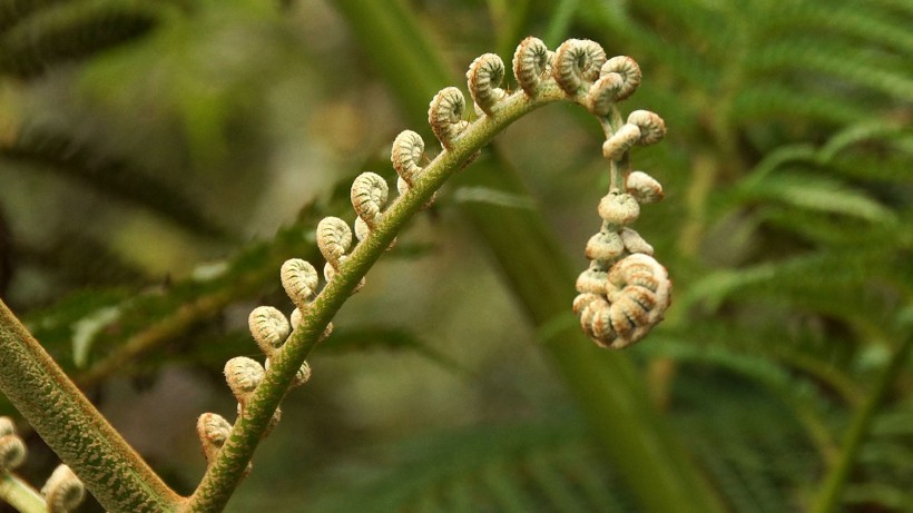 野生绿色蕨类植物图片