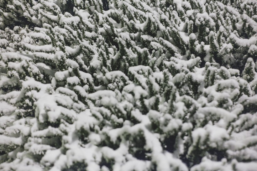 冬天被雪覆盖的树图片