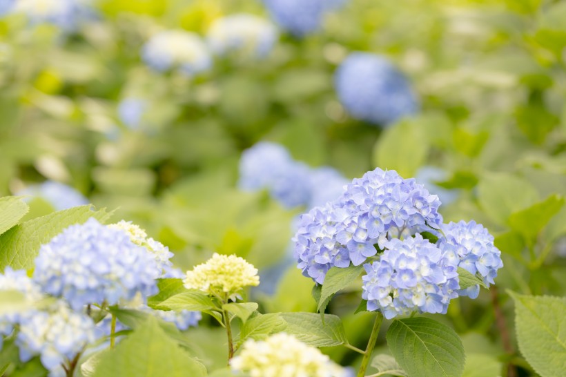 花团锦簇的绣球鲜花图片