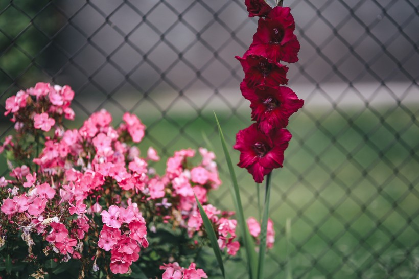 花园里的花花草草图片