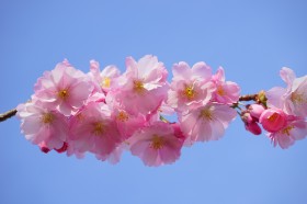 粉嫩娇俏的樱花图片(28张)