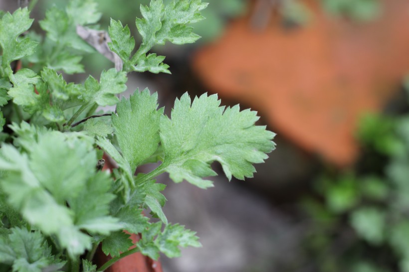 花盆里的香菜图片