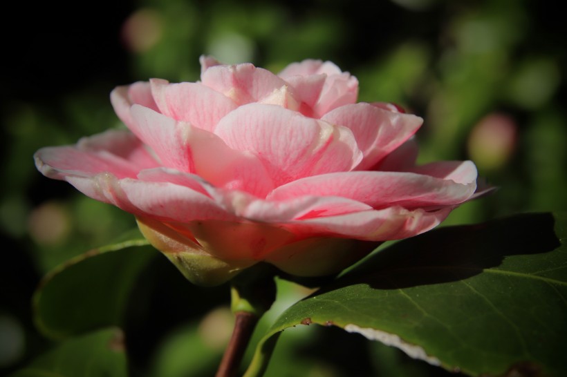 漂亮好看的山茶花图片