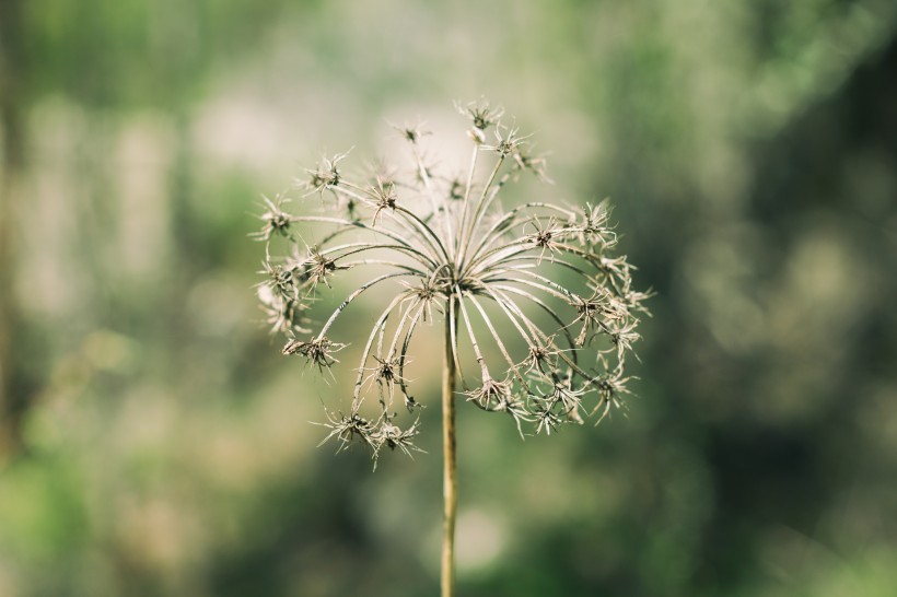 美丽的蒲公英图片