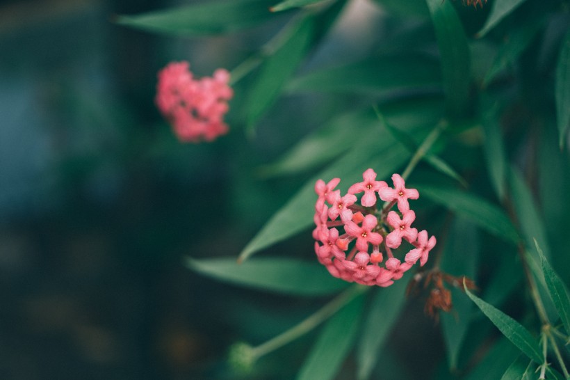 淡雅的野花图片