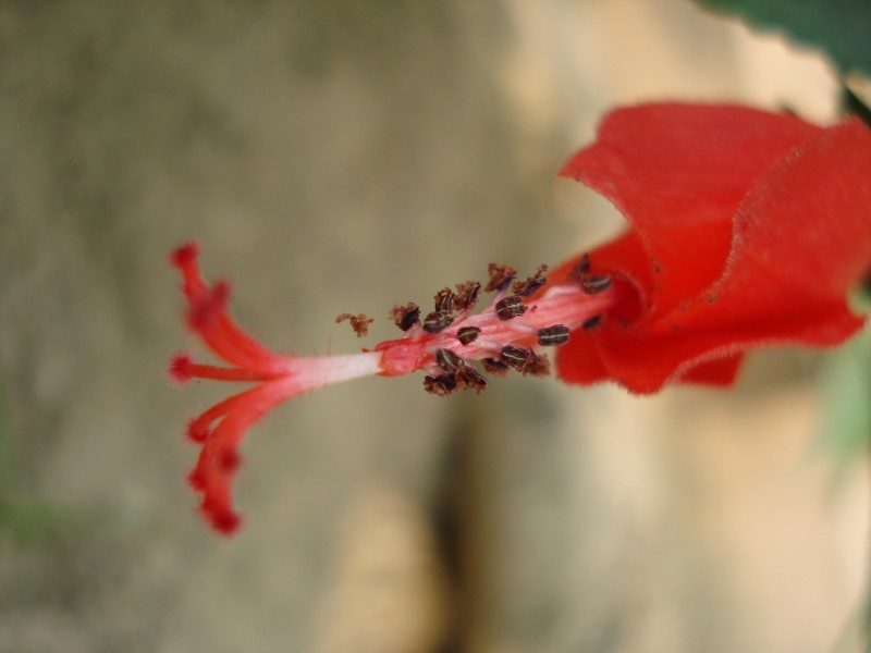 优雅美丽的扶桑花图片