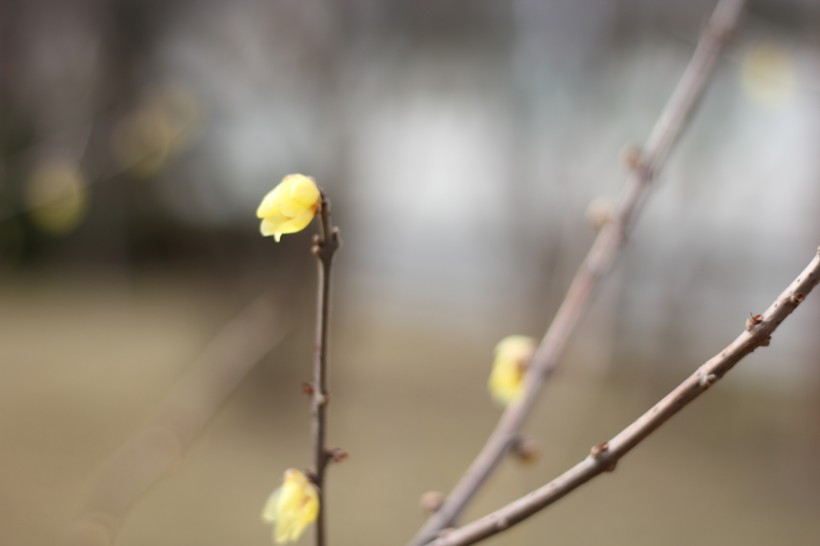 鹅黄色的腊梅花图片