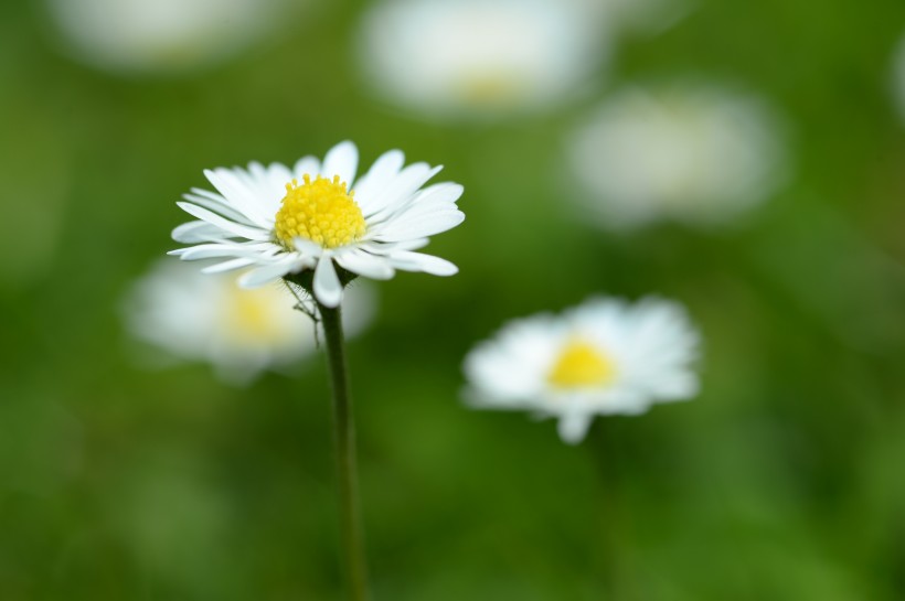 白色小雏菊图片