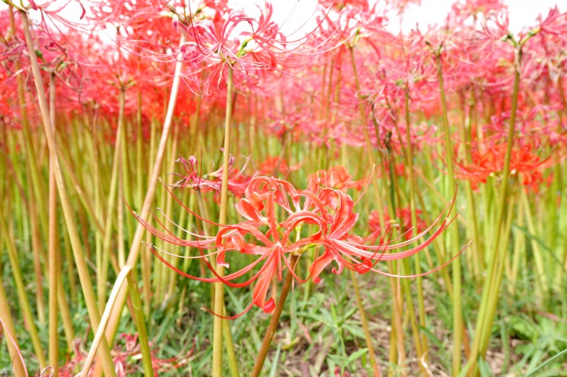 鲜红美丽的朱顶红花图片