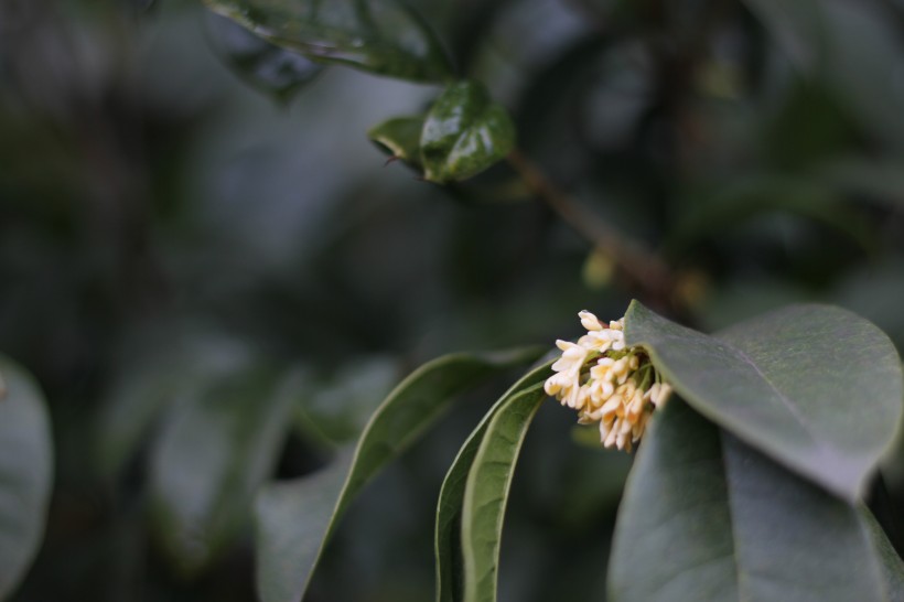 清香淡雅的桂花图片