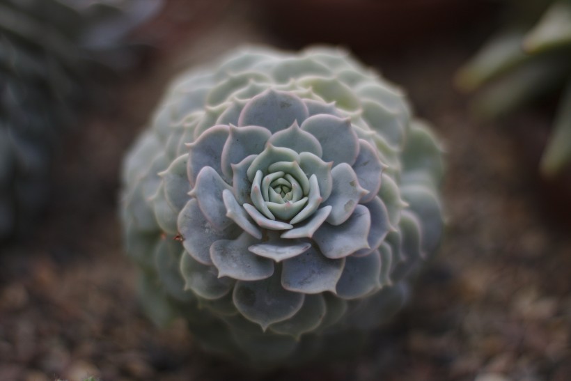 唯美的多肉植物图片