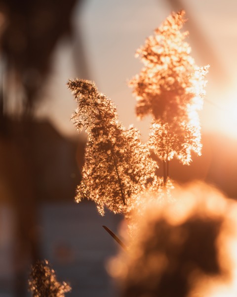 随风飘摇的芦苇图片