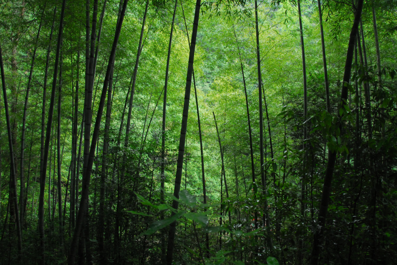 苍劲翠绿挺拔的竹林图片