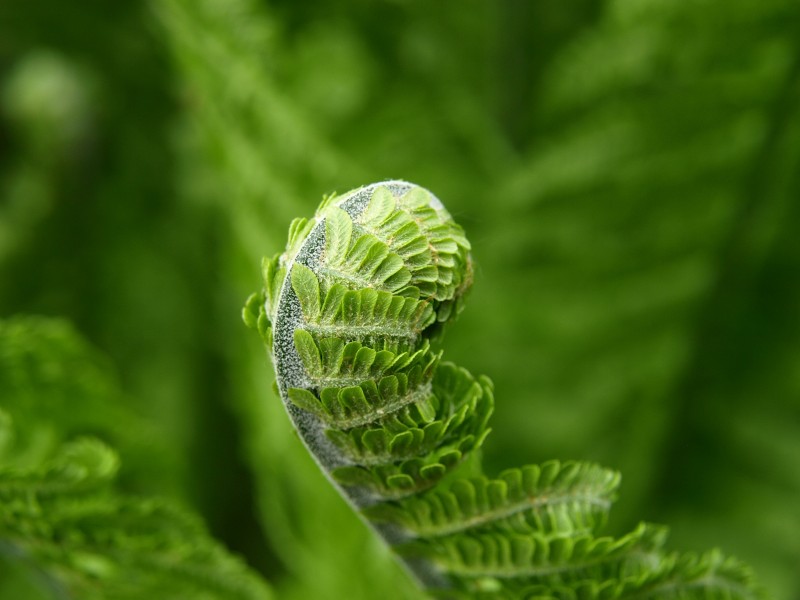 野生绿色蕨类植物图片