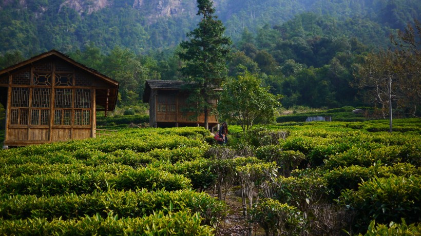 风景优美的茶树图片