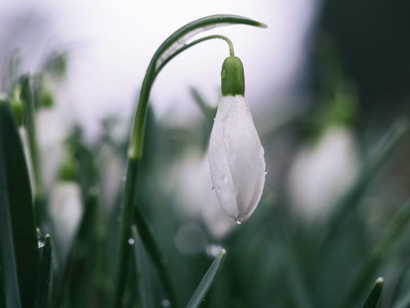 洁白唯美的雪花莲图片