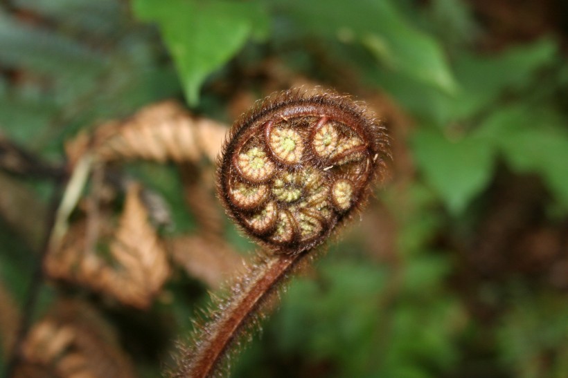 绿色蕨类植物图片